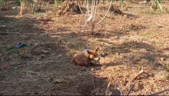 Stray Dog Attack In Anchal Kollam