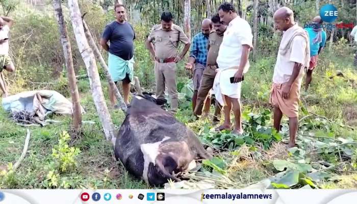 Wayanad Tiger Attack 