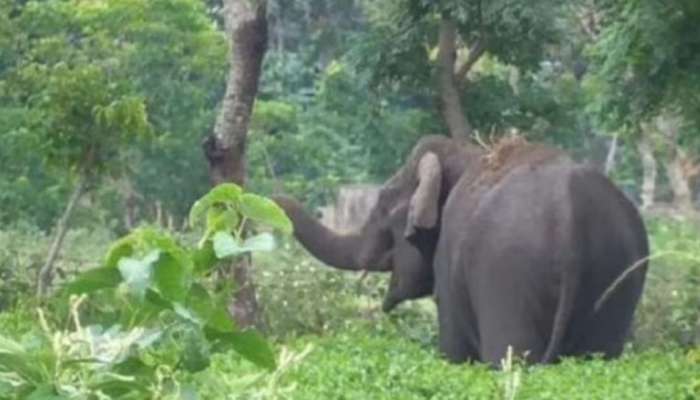Wild Elephant: മൂന്നാറിൽ വിവാഹ ആഘോഷത്തിനിടെ വീട്ടിൽ കാട്ടാനയുടെ ആക്രമണം; വയോധികൻ മരിച്ചു
