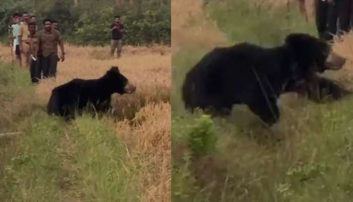 Bear Wayanad: മാനന്തവാടിയിൽ ജനവാസകേന്ദ്രത്തിൽ ഇറങ്ങിയ കരടിയെ പിടികൂടാൻ ശ്രമം ഊർജിതമാക്കി വനംവകുപ്പ്