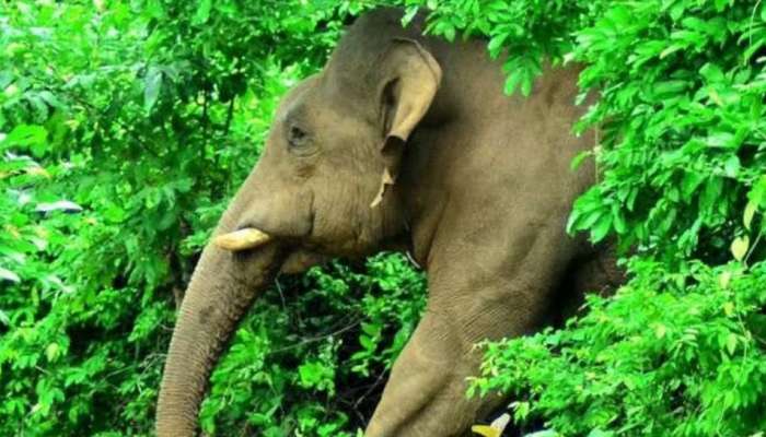 Elephant Attack: കാപ്പിത്തോട്ടത്തിൽ രക്തം വാർന്ന് കിടക്കുന്ന നിലയിൽ കുട്ടി; കാട്ടാനയുടെ ആക്രമണം?