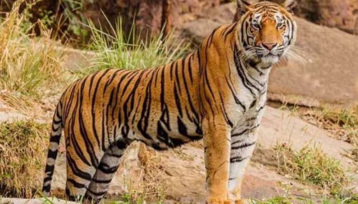 Tiger Attack: വയനാട് കടുവ ഭീതി, പ്രതിഷേധം; ഒടുവിൽ കൂട് സ്ഥാപിച്ച് വനംവകുപ്പ്