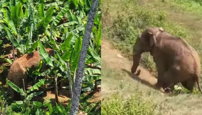 Thanneer Komban: മാനന്തവാടിയിൽ നിന്ന് മയക്കുവെടിവച്ച് പിടികൂടിയ തണ്ണീര്‍ കൊമ്പൻ ചരിഞ്ഞു