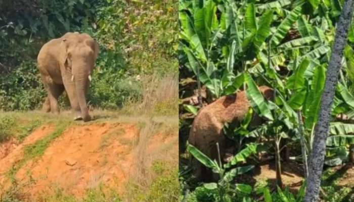 തണ്ണീർ കൊമ്പന് പിന്നാലെ മറ്റൊരു കൊമ്പനും; റേഡിയോ കോളർ ഘടിപ്പിച്ചതെന്ന് ഫോറസ്റ്റ് കൺസർവേറ്റർ