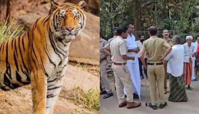 Tiger: മൂന്ന് കൂടുകളിലും കുടുങ്ങാതെ കടുവ; പുല്‍പ്പള്ളിയില്‍ വന്‍ പ്രതിഷേധം, വനപാലകരെ തടഞ്ഞു