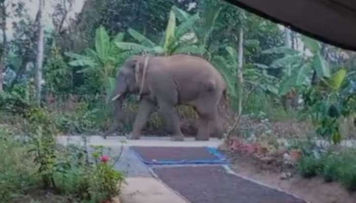 Wild elephant attack: കാട്ടാനയുടെ ആക്രമണത്തിൽ രണ്ട് മാസത്തിനിടെ പൊലിഞ്ഞത് മൂന്ന് ജീവൻ; വയനാട്ടിൽ ഹർത്താൽ