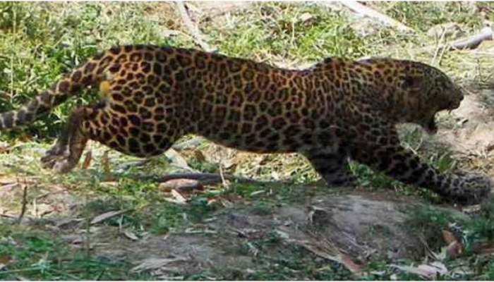 Leopard: പാലക്കാട് പുലിയിറങ്ങി; പശുക്കിടാവിനെ കൊന്നു, ജനങ്ങൾ പരിഭ്രാന്തിയിൽ