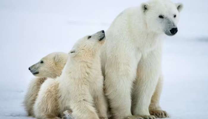  Polar Bears:  മഞ്ഞു പാളികളില്ല, ധ്രുവക്കരടികൾ പട്ടിണിയിൽ