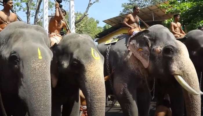 Guruvayur Anayottam 2024: ഇന്ദ്രസെൻ, നന്ദൻ ആനയോട്ടത്തിന് 10 ആനകൾ, നറുക്കെടുപ്പ് നടന്നു