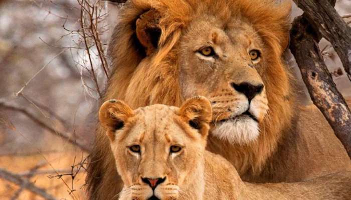 Lions Name Controversy: വിവാദത്തിന് പിന്നാലെ നടപടിയെടുത്ത് ത്രിപുര സർക്കാർ; വനംവകുപ്പ് ഉദ്യോഗസ്ഥന് സസ്‌പെൻഷൻ