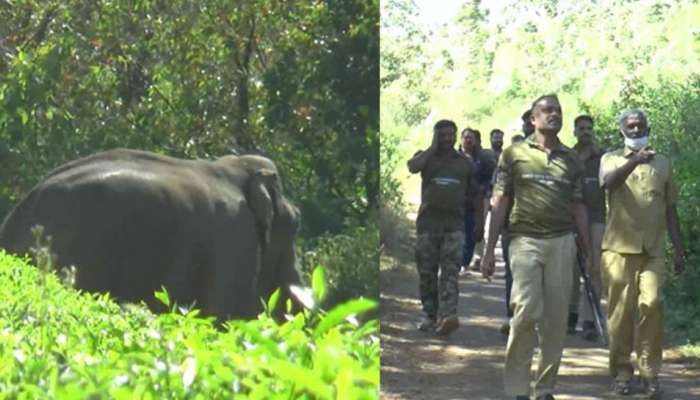 Wild Elephant: പടയപ്പയ്ക്ക് മദപ്പാടുള്ളതായി സംശയം; ആർആർടി സംഘം ആനയെ നിരീക്ഷിക്കുന്നു