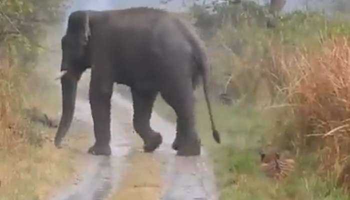 Wild Elephant Attack: കാട്ടാനയുടെ ആക്രമണത്തിൽ സ്ത്രീ മരിച്ചു; മൃതദേഹവുമായി പ്രതിഷേധ മാർച്ച്, പോലീസുമായി തർക്കം