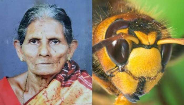 Bee Bite Idukki: തേനീച്ചക്കൂട് പരുന്ത് കൊത്തിയിട്ടു, ഈച്ചയുടെ കുത്തേറ്റ് വീട്ടമ്മ മരിച്ചു