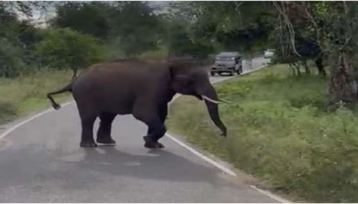 Wild Elephant attack: മൂന്നാറിലെ ജനവാസ മേഖലയെ വിറപ്പിച്ച് 'കട്ടക്കൊമ്പന്‍'; നേര്യമം​ഗലത്ത് ഭീതി പരത്തി 'ഒറ്റക്കമ്പൻ'