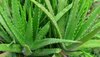 Aloe Vera Benefits: പോസിറ്റിവിറ്റിയും ഭാഗ്യവും നല്‍കും കറ്റാര്‍വാഴ!! വീട്ടിനുള‌ളില്‍ വച്ചാല്‍ ഗുണങ്ങള്‍ ഏറെ