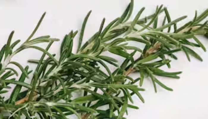 Rosemary Tea: റോസ്മേരി ചായ മുടി വളർച്ചയ്ക്ക് നല്ലതാണോ? സത്യം അറിയാം