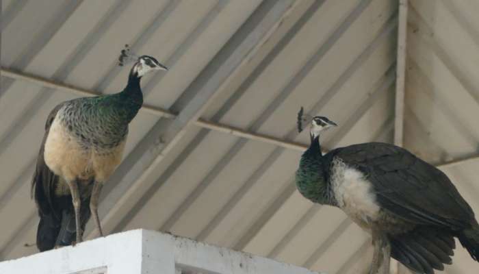 Peacocks Idukki: കാടിറങ്ങുന്ന മയിലുകൾ? വരുന്നത് കൊടും വരൾച്ചയോ?