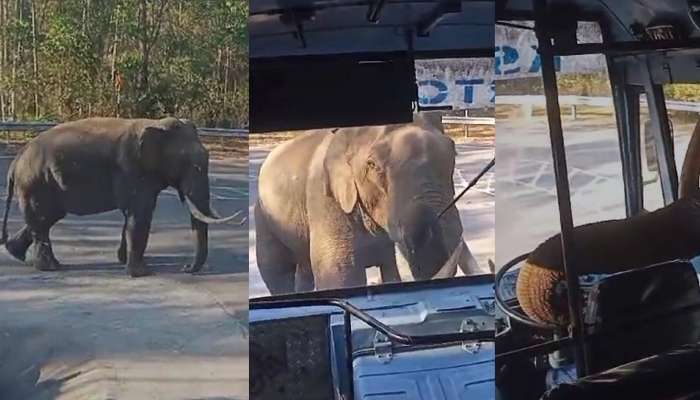 Padayappa Wild Elephant : മൂന്നാറിൽ ലോക്കാടിന് സമീപം ദേശീയപാതയിൽ വിലസി നടന്ന് പടയപ്പ