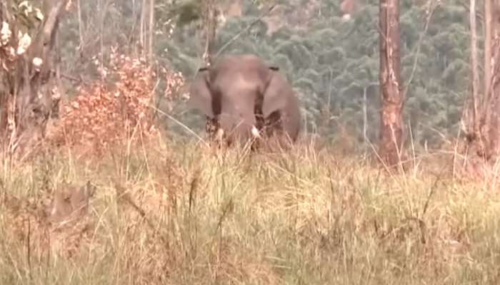 Chakkakkomban: ചിന്നക്കനാലിനെ വിറപ്പിച്ച് ചക്കക്കൊമ്പന്‍, അടിമാലിയില്‍ കാട്ടുപോത്ത്; ഭീതി ഒഴിയാതെ ഇടുക്കി