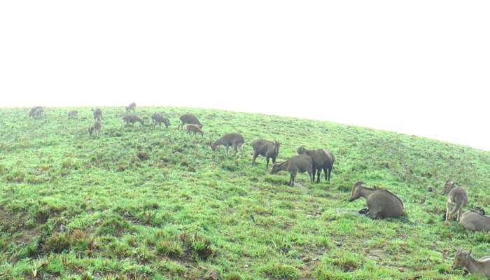 Eravikulam National Park: ഇത് വരയാടുകളുടെ ഏരിയ; രണ്ട് മാസത്തെ ഇടവേളയ്ക്ക് ശേഷം ഇരവികുളം ദേശീയോദ്യാനം തുറന്നു