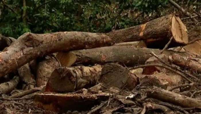 Wayanad Tree Felling Case: വയനാട് സുഗന്ധഗിരിയില്‍ അനധികൃത മരം മുറിക്ക് ഒത്താശ ചെയ്തിരുന്നത് വനംവകുപ്പ് ഉദ്യോഗസ്ഥരെന്ന് പ്രദേശവാസികള്‍