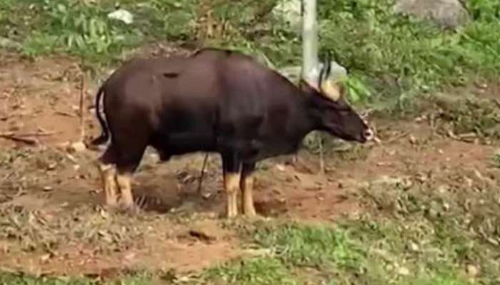 Wild Animal Attack: വാല്‍പ്പാറയില്‍ കാട്ടുപോത്തിൻറെ ആക്രമണം; തോട്ടം തൊഴിലാളിക്ക് ദാരുണാന്ത്യം