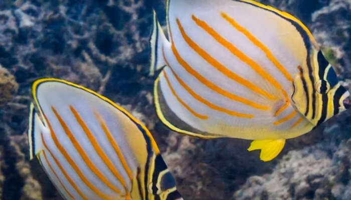 Butterfly Fish: ലക്ഷദ്വപീൻറെ ഔദ്യോഗിക ജീവി മീനാകാൻ കാരണം എന്ത്?