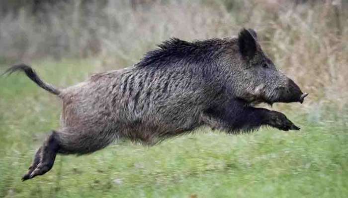 Wild Animal Attack : നെടുംകണ്ടത്ത് കാട്ടുപന്നി ഇടിച്ച് ഓട്ടോ മറിഞ്ഞ് രണ്ട് പേർക്ക് പരിക്ക്