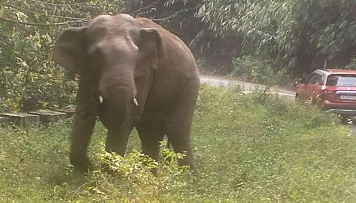 Wild Elephant : നേര്യമംഗലത്ത് കൊച്ചി-ധനുഷ്ക്കോടി ദേശീയപാതയിൽ കാട്ടാന ഇറങ്ങി