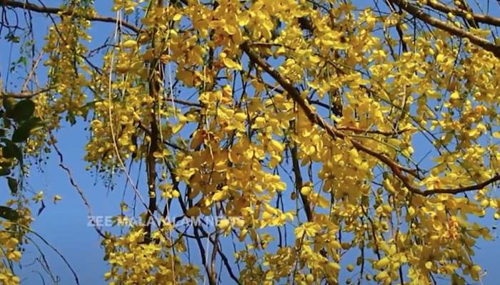 Golden shower tree: വിഷുക്കണിയിലെ സ്വർണവർണമുള്ള കണിക്കൊന്നയ്ക്ക് ഔഷധ​ഗുണങ്ങളും ഏറെ; വിശദമായി അറിയാം