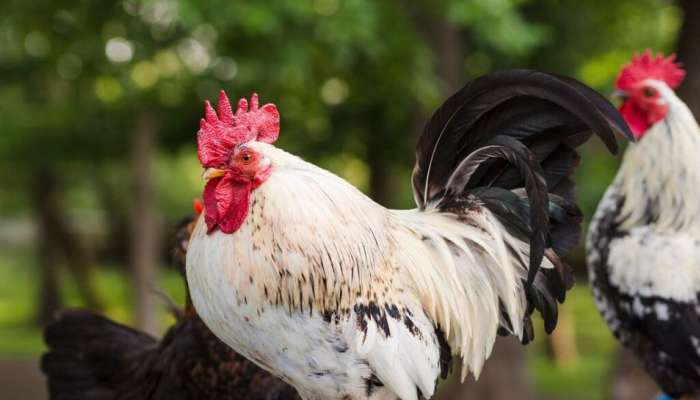 Kerala Chicken Price Today: ആലപ്പുഴയിൽ പക്ഷിപ്പനി, കോഴി വില ഇനി എത്രയാകും?