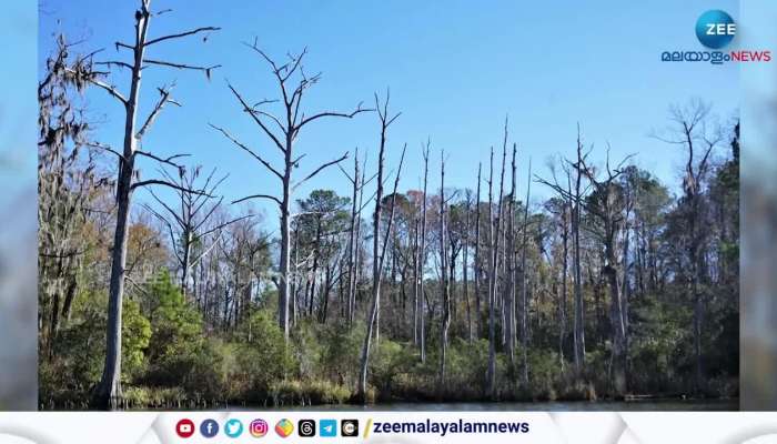 Ghost forests are a particular environmental problem found in coastal areas of the US