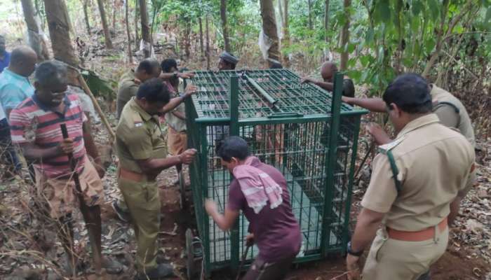 Leopard Attack: തൊടുപുഴ പാറക്കടവ് മഞ്ഞുമ്മാവില്‍ പുലിയെ കണ്ടതായി നാട്ടുകാര്‍; വനംവകുപ്പ് സ്ഥലത്തെത്തി പരിശോധന നടത്തി