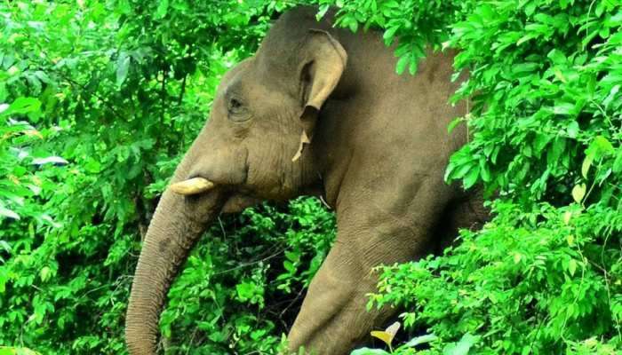 Elephant Death: വെള്ളം കിട്ടാതെ അലഞ്ഞ കാട്ടാന ചരിഞ്ഞു