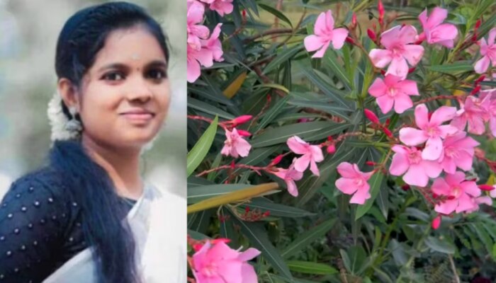 Is the Arali Flower a poisonous: പൂ നുള്ളും ലാഘവത്തിൽ ജീവനെടുക്കാൻ അരളിക്കാകുമോ...? വേരോടെ പിഴുതറിയേണ്ട വിഷ സസ്യമോ അരളി, സത്യാവസ്ഥ അറിയാം