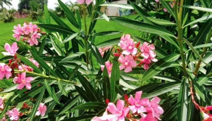 Nerium oleander: പൂജക്കെടുക്കുന്ന സാത്വിക പുഷ്പം; നിവേദ്യത്തിൽ നിന്ന് അരളിപ്പൂ ഒഴിവാക്കിയത് എന്തുകൊണ്ട്?