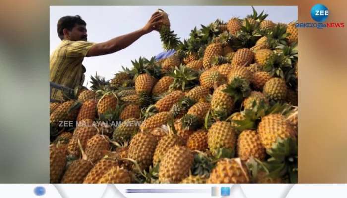 Pineapple prices shoot up in hot climate