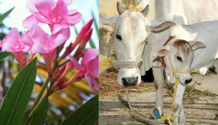 Arali leaves eaten Cow died: പത്തനംതിട്ടയിൽ അരളിയുടെ ഇല തിന്ന പശുവും കിടാവും ചത്തു