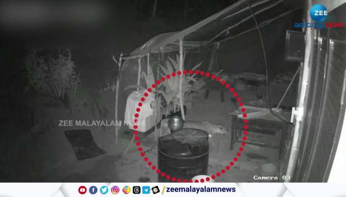 Leopard Caught Dog From Home CCTV Visuals