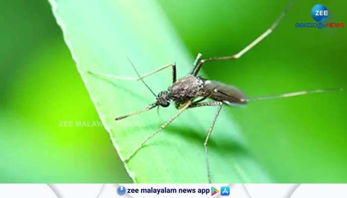 West Nile fever reported in Kerala
