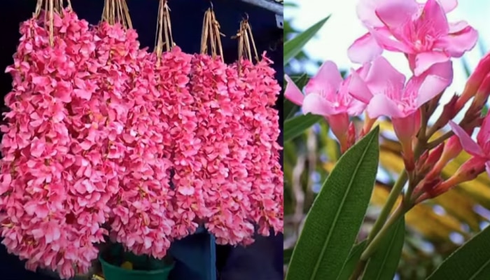 Aralipoo Oleander Banned in Temples: ഇനി വേണ്ട...! തിരുവിതാംകൂർ ദേവസ്വം ബോർഡ് ക്ഷേത്രങ്ങളിൽ അരളിപ്പൂ ഒഴിവാക്കി