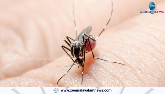 What is WEst Nile Fever? Symptoms treatment prevention full deatils