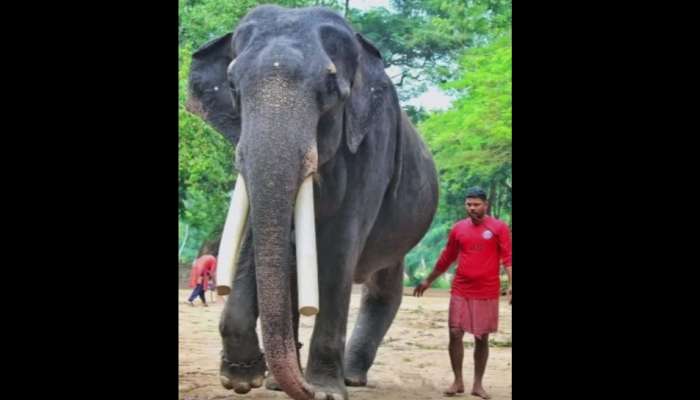 Guruvayur Mukundan: രോ​ഗത്തോട് മല്ലിട്ടത് 18 വ‍‍‍‍ർഷം! കൊമ്പൻ ഗുരുവായൂ‍ർ മുകുന്ദൻ ചരിഞ്ഞു