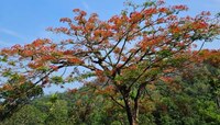 മൂന്നാറിന്റെ വഴിയോരങ്ങളില്‍ അഴക് വിരിയിച്ച് ഗുല്‍മോഹര്‍ മരങ്ങൾ; ചിത്രങ്ങൾ