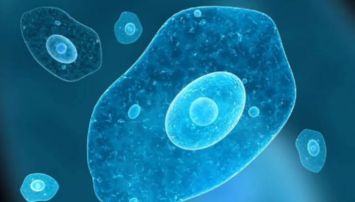 Amoebic Meningoencephalitis Test: പരിശോധനാ ഫലം നെ​ഗറ്റീവ്; നിരീക്ഷണത്തിലായിരുന്ന കുട്ടികൾക്ക് അമീബിക് മസ്തിഷ്കജ്വരമല്ല