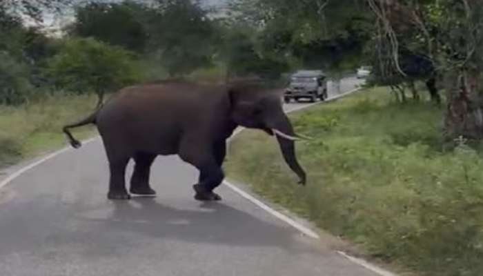 Wild Elephant Attack: വയനാട്ടിൽ കാട്ടാനയുടെ ആക്രമണത്തിൽ യുവാവിന് പരിക്ക്