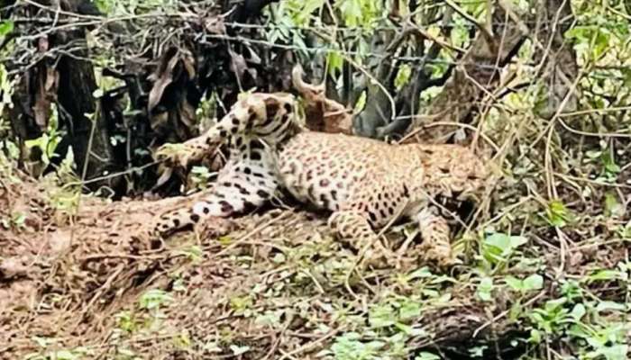 Leopard: പാലക്കാട് കമ്പി വേലിയിൽ കുടുങ്ങിയ പുലി ചത്തു; ചത്തത് മയക്കുവെടി വെച്ച് പിടികൂടിയതിന് പിന്നാലെ