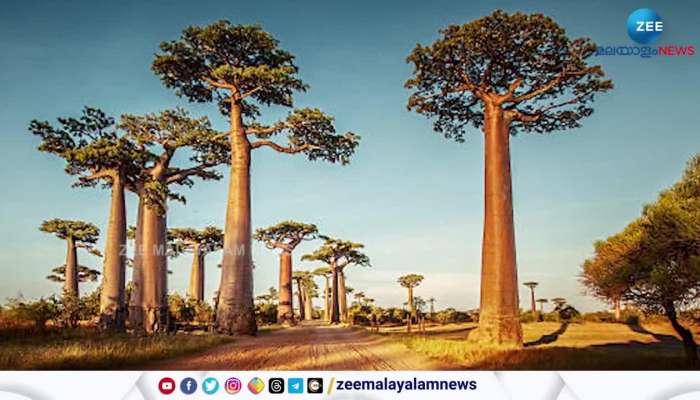 Scientists Uncover the Ancient Origins of Baobab Trees in Genetic Study