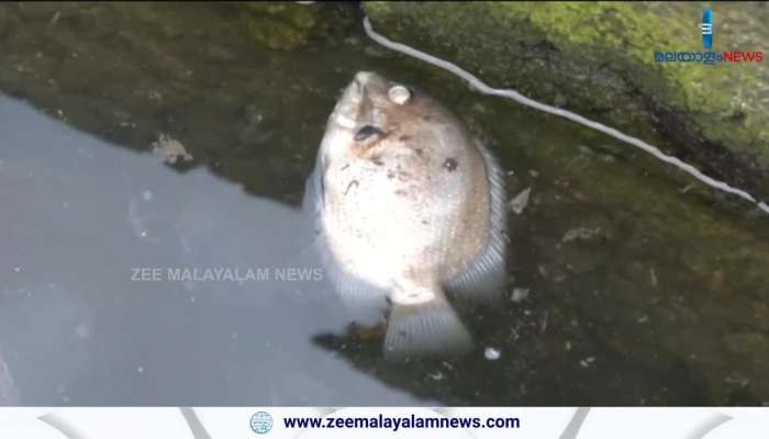 Incident of fish dying; Farmers will be compensated