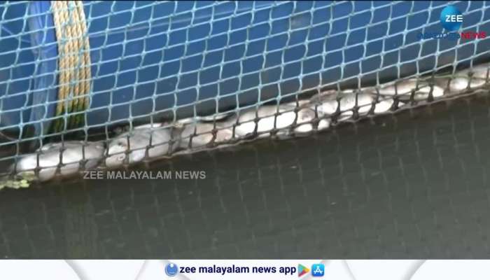 Mass fish kill in Periyar happened after the opening of shutters in Eloor